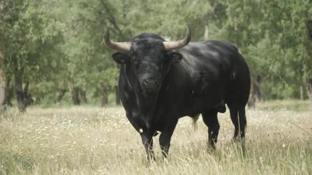 Filmación Toro Enojado Hábitat Natural — Vídeo de stock