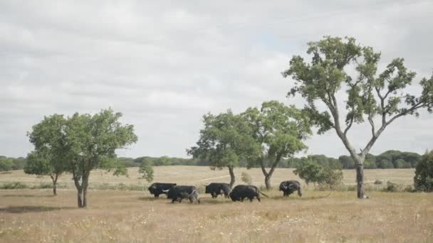 Nagranie Lotnicze Bydła Wściekłych Byków Polu — Wideo stockowe