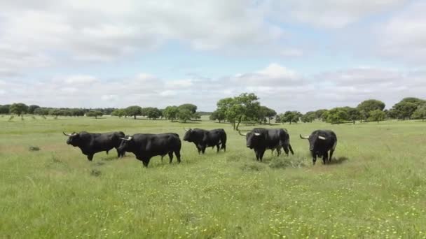 Съемка Воздуха Скота Злых Быков Зеленом Поле — стоковое видео