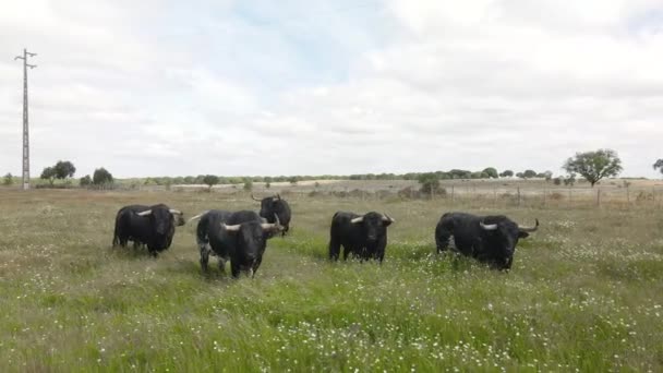 一群愤怒的公牛在绿地里的空中镜头 — 图库视频影像