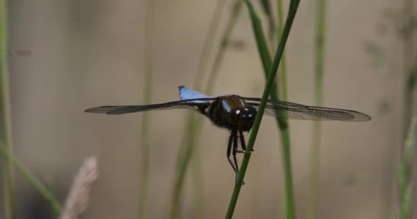 Dragonfly Broadback Chaser Blue Cleaning Eyes — Videoclip de stoc