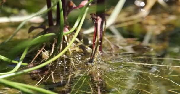 Male Large Red Damselfly Female Pond — Stock Video