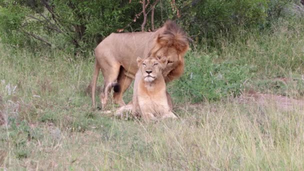 アフリカ系ライオン2頭がサバンナの背の高い草の中で — ストック動画