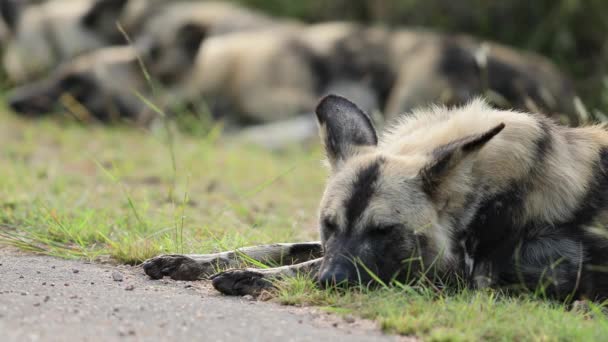 Fechar Africano Wild Dog Desperta Sesta Estrada Para Investigar — Vídeo de Stock