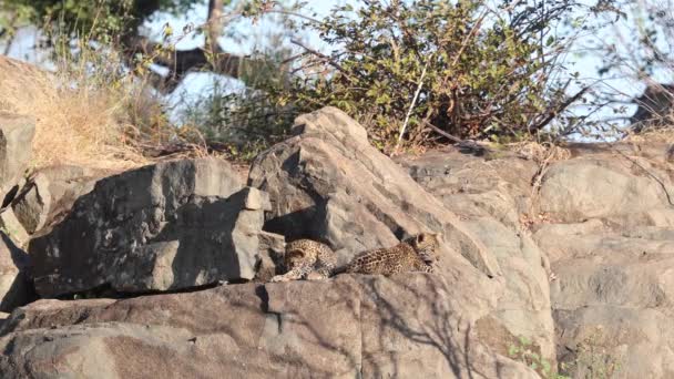 Stor Gäspning För Fluffig Leopardunge Som Syskon Ligger Närheten Klipphällar — Stockvideo