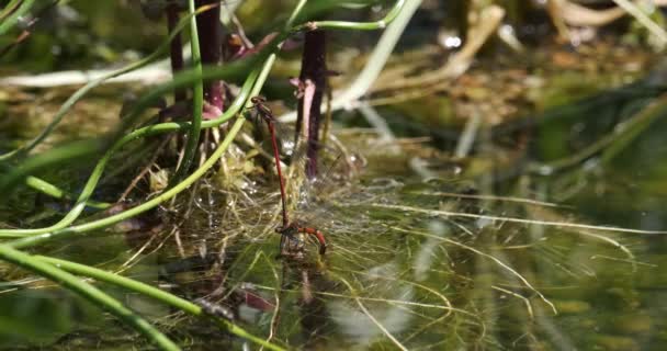 池塘里的大型红蜻蜓对偶产卵蛋 — 图库视频影像