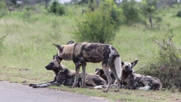 Pequeño Paquete Perros Salvajes África Perro Acurruca Otro — Vídeo de stock