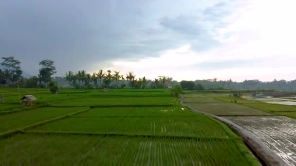 Luchtfoto Van Het Landelijke Landschap Met Waterige Rijstvelden Tijdens Teelt — Stockvideo