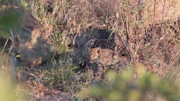Lindo Africano Leopardo Cachorro Oculto Cerca Den Mastica Alto Savanna — Vídeo de stock