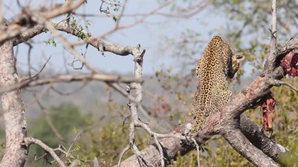 African Leopard Siede Sull Albero Dopo Aver Mangiato Con Carcassa — Video Stock