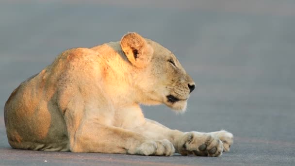 Lwica Spoczywa Utwardzonej Drodze Afrykańskiej Złoty Kąt Światła Słonecznego Boku — Wideo stockowe