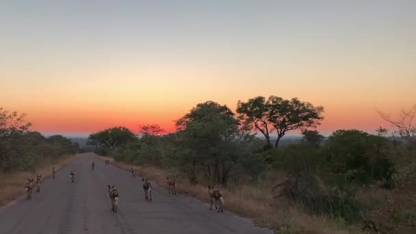 황금빛 일출무렵 포장된 도로를 아프리카 — 비디오