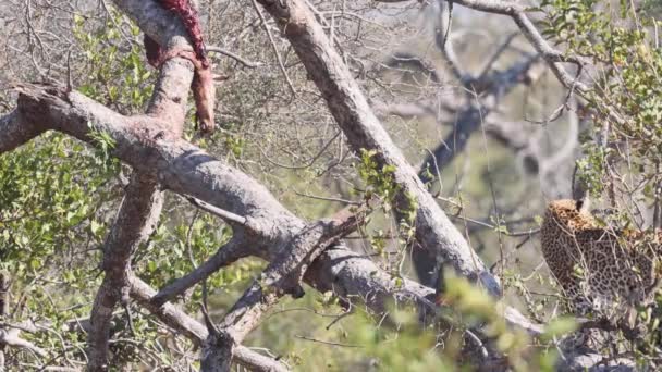 African Leopard Cammina Senza Sforzo Lungo Ramo Soleggiato Albero Kruger — Video Stock