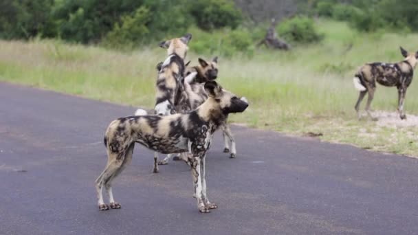 Los Perros Salvajes Juegan Carretera Pavimentada Parque Nacional Kruger Sudáfrica — Vídeo de stock