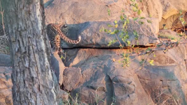 Pequeño Cachorro Leopardo Parque Nacional Kruger Explora Rocas Cerca Den — Vídeos de Stock