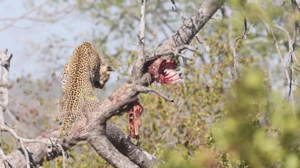 African Leopard Sitting Tree Hartebeest Carcass Looks Camera — Stock Video