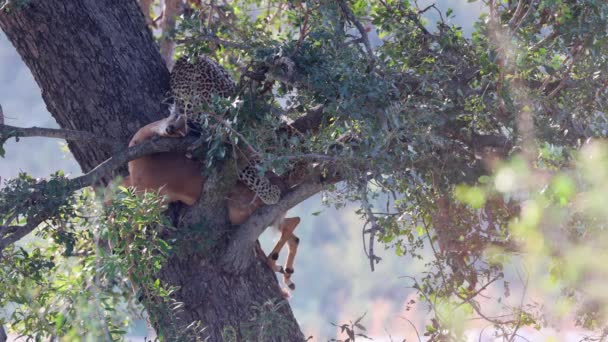 背の高い木で保護され アフリカのヒョウはImpalaカモシカを食べ始める — ストック動画