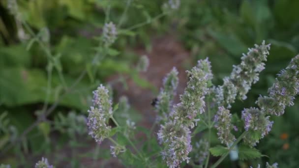 Bin Pollinerar Örtagård Slow Motion — Stockvideo