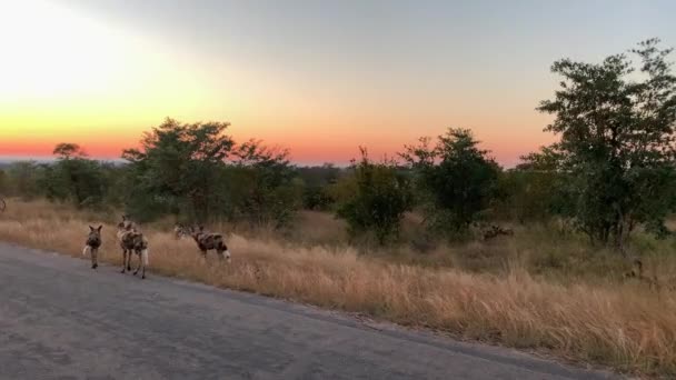 Золотой Рассвет Восход Неба Дикими Собаками Идущими Вдоль Африканской Дороги — стоковое видео