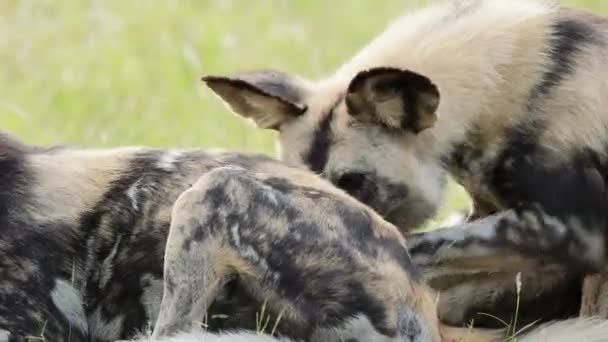 Cão Selvagem Africano Macho Fareja Investiga Postura Feminina Close — Vídeo de Stock