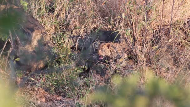 Adorable Cachorro Leopardo Camuflado Bien Hierba Sabana Alta — Vídeo de stock