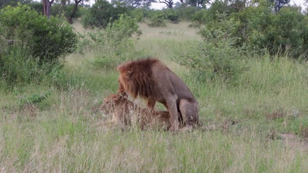 Verhalten Des Paarungswilligen Afrikanischen Löwenpaares Bei Der Paarung — Stockvideo