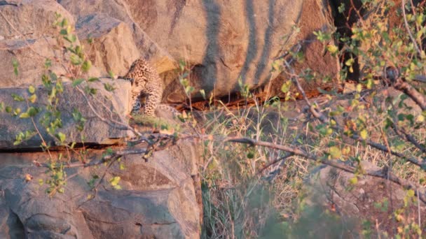 Lone African Leopard Filhote Senta Pedras Manhã Ensolaradas Perto Den — Vídeo de Stock