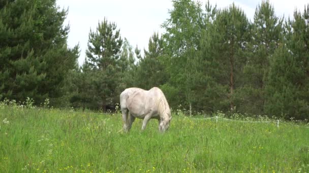 Dobre Pastwisko Zawiera Większość Pożywienia Którego Koń Potrzebuje Aby Być — Wideo stockowe