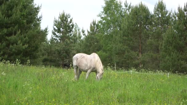 Buon Pascolo Contiene Maggior Parte Della Nutrizione Cavallo Richiede Essere — Video Stock