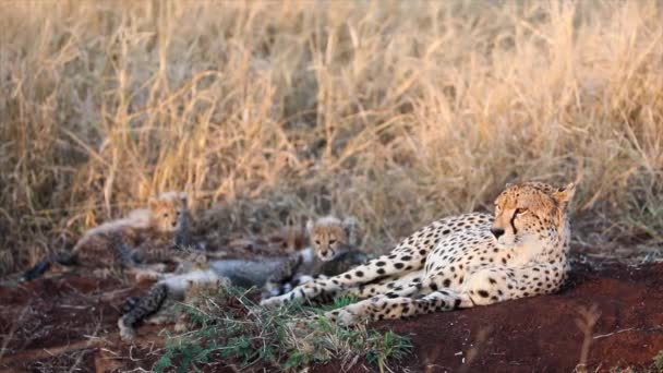 Adorable Fuzzy Cheetah Cubs Play Next Mom Morning Gold Savanna — Stock Video