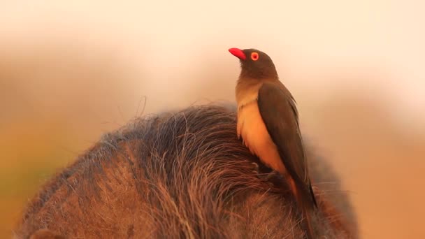 Piros számlájú Oxpecker csatlakozik egy másik szőrös hátán afrikai varacskos
