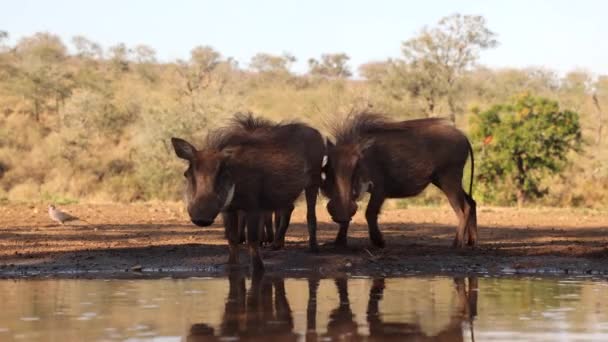 Τριχωτά Αγριογούρουνα Στη Σκιά Πίνουν Νερό Από Χρυσό Πρωινό Αφρικανική — Αρχείο Βίντεο