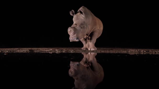 Ongehoornde Witte Neushoorn Reflecteert Donker Water Vijver Zwartheid Van Nacht — Stockvideo