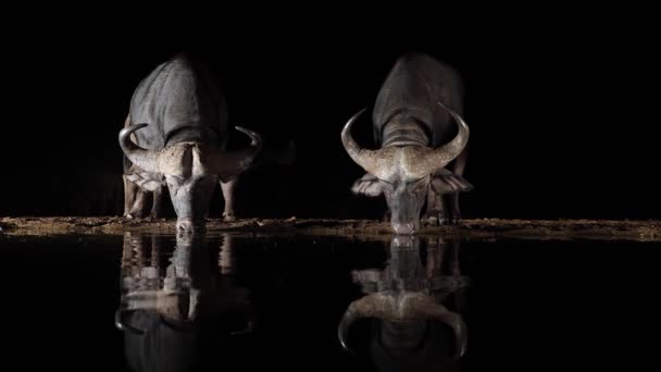 Dos Búfalos Reflejados Beben Agua Del Estanque Negro Noche Oscura — Vídeos de Stock