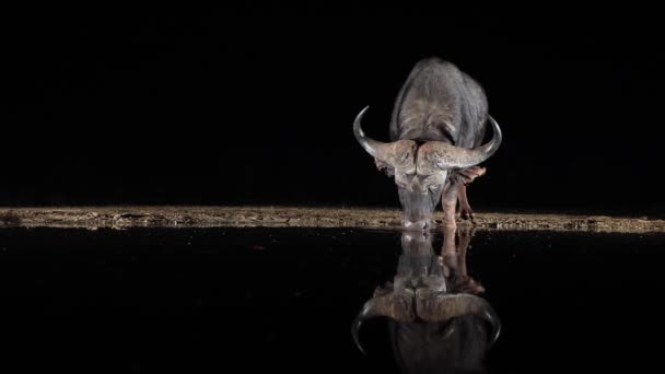 Dramatik Işık Cape Buffalo Nun Gece Gölden Içişini Yansıtıyor — Stok video
