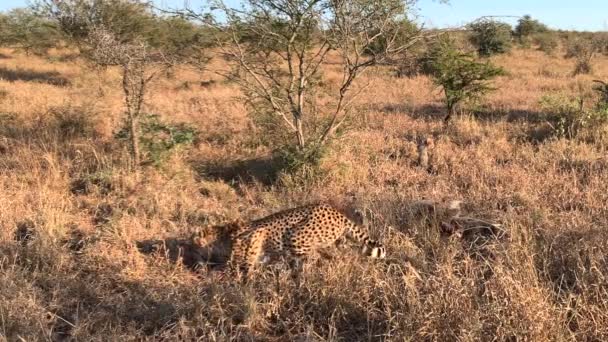 Golden Evening Light Reveals Cheetah Cute Cubs Antelope Carcass — Stock Video
