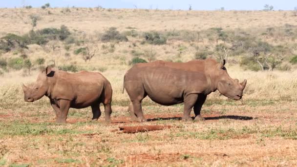 Rinocerii Albi Adulți Juvenili Stau Împreună Lumina Aurie Dimineții — Videoclip de stoc