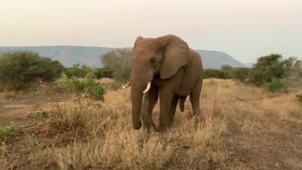 Male African Elephant Savanna Urinates Defecates Standing — Stock Video