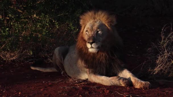 Dramatic Evening Golden Light Highlights Adult Male Black Mane Lion — Stock Video