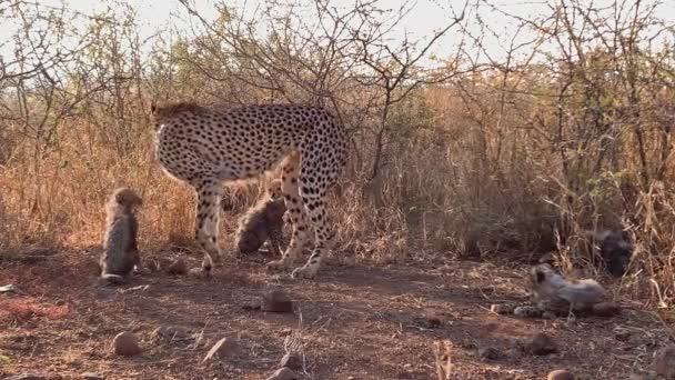 Cheetah Μητέρα Χαριτωμένα Μικρά Μικρά Εξερευνά Ψηλό Χορτάρι Σαβάνα — Αρχείο Βίντεο