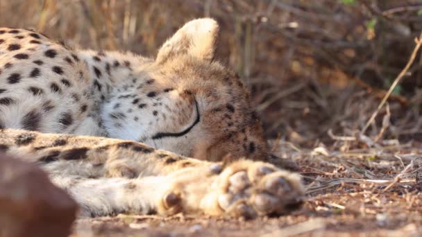 Sleeping African Cheetah Flicks Ear Pesky Bothersome Fly — Stock Video