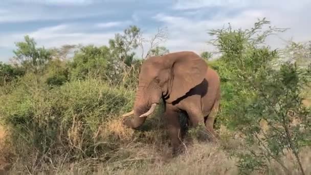 Τεράστια Μπλόφες Ελέφαντα Και Στάσεις Όταν Σαφάρι Όχημα Παίρνει Πάρα — Αρχείο Βίντεο