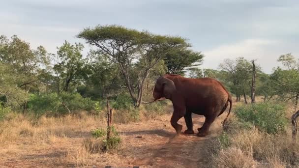 Enorma Tusker Afrikanska Elefantställningar Sedan Går Iväg Grusväg — Stockvideo