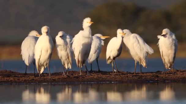 Fehér Marha Egret Állni Afrikai Szellő Közelében Arany Locsoló Lyuk — Stock videók