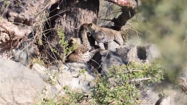 Dwa Urocze Leopard Młode Walczyć Figlarnie Popołudniowe Afrykańskie Słońce — Wideo stockowe