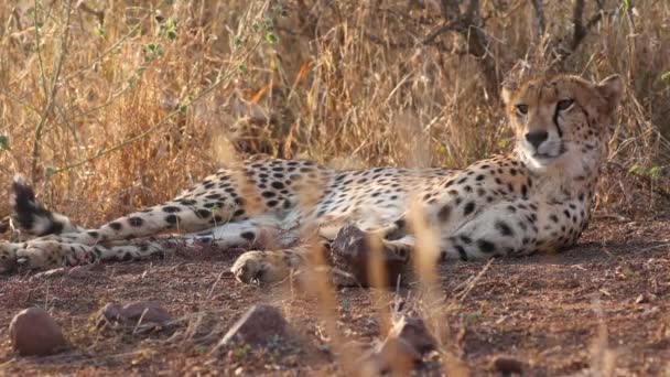 Cheetah Relaxes Savanna Grass Side Lit Golden Hour Morning Cubs — Stock Video