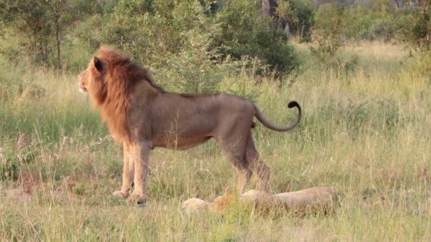Grande Macho Leão Africano Coloca Lado Sua Companheira Leoa Luz — Vídeo de Stock