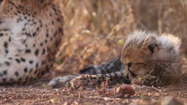 Niedliche Verschwommene Gepardenjunges Liegt Goldenen Hohen Morgengras Neben Mama — Stockvideo