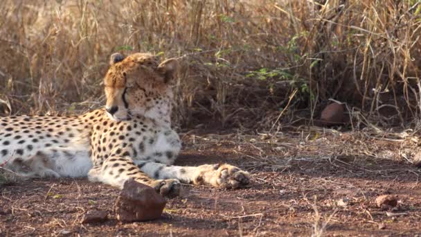 Odpočívající Gepard Vysoké Savanské Trávě Pleská Ušima Pro Otravný Hmyz — Stock video