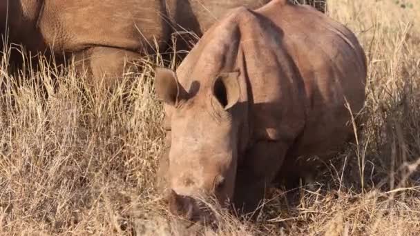 Lindo Bebé Blanco Rinoceronte Come Hierba Junto Madre Luz Dorada — Vídeo de stock